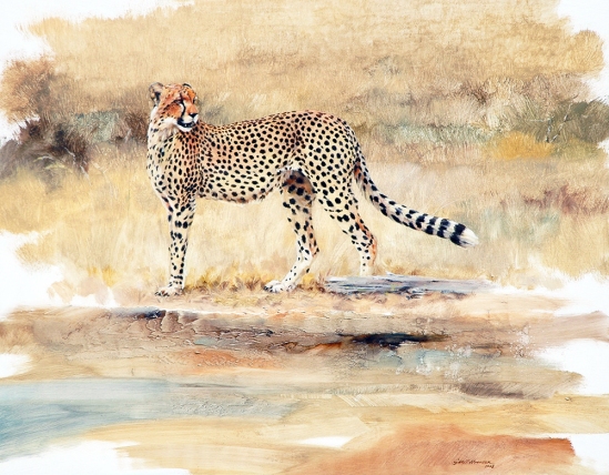 Cheetah (side profile) Geoff Hunter Wildlife Art