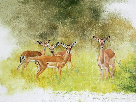 Impala Herd - Geoff Hunter Wildlife Art
