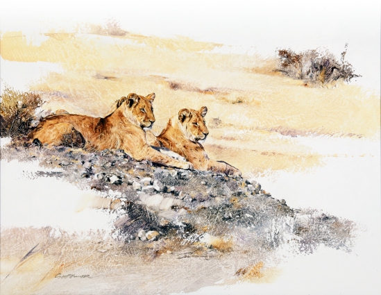 Juvenile Lions - Geoff Hunter Wildlife Art (Available Print)