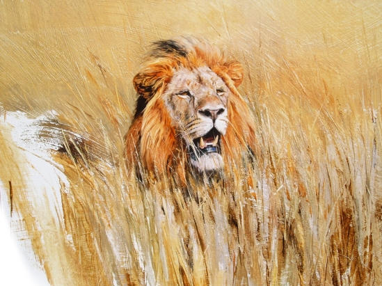 Lion in Grass - Geoff Hunter Wildlife Art