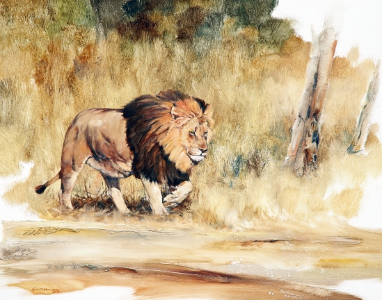 Male Lion - Geoff Hunter Wildlife Art
