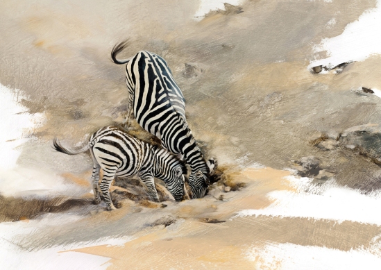 Zebras (digging for water) - Geoff Hunter Wildlife Art (Available Print)
